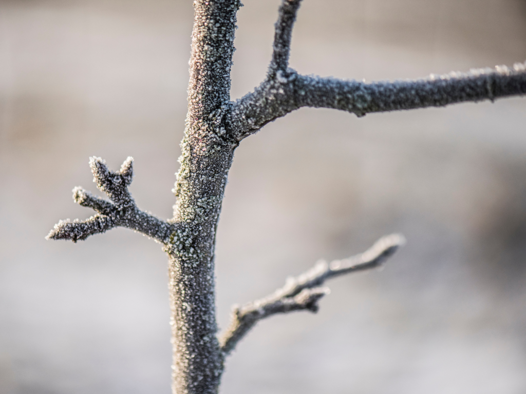 Ein kahler Ast mit Frost